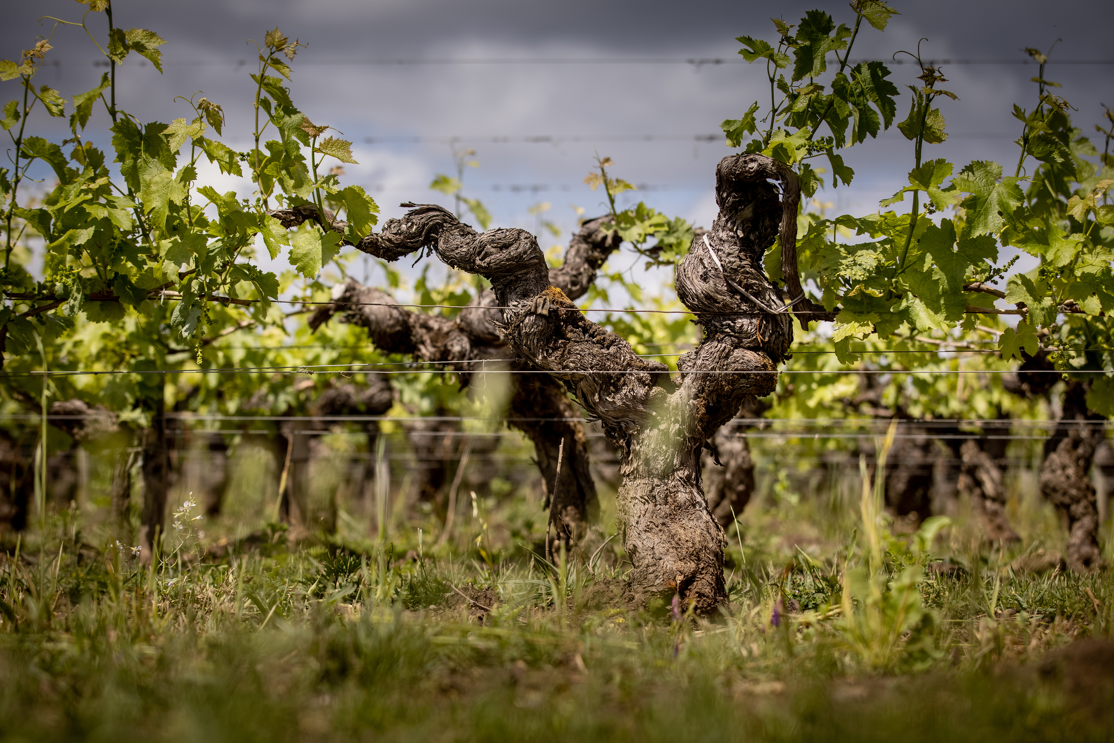 Chateau Angélus - St.Emilion
